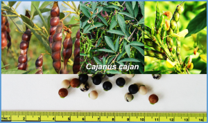 Melatonin enhances salt tolerance by promoting CcCAD10-mediated lignin biosynthesis in pigeon pea