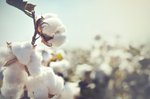 Scientists Test Efficacy of Alternate Insecticidal Gene for Cotton