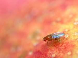 Scientists Induce &ldquo;Virgin Birth&rdquo; on Fruit Flies