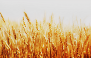Field Trial of Gene-Edited Wheat in UK Gets ACRE Approval