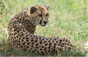 News Feature: Getting the world`s fastest cat to breed with speed