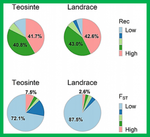 The genetic architecture of the maize progenitor, teosinte, and how it was altered during maize domestication