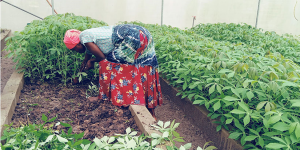Cultivating growth and competitiveness: Insights from Tanzania&rsquo;s Cassava Business and Investment Forum 
