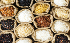 Pangenome Reveals Genetic Diversity, Evolution, and Domestication of Rice