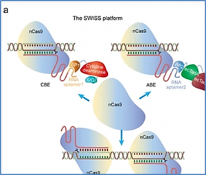 Experts Report a Multi-functional Genome Editing Method for Plants