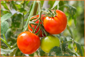 Unraveling the genetics of tomato fruit weight during crop domestication and diversification