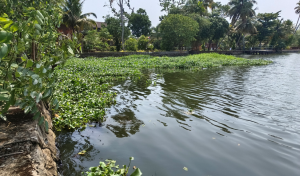 World Environment Day: Making Waste Weeds Profitable, an AI-Based tool from ICRISAT