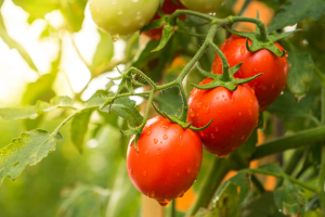 Role of Ethylene in Improving Resistance of Tomato Against Botrytis cinerea Revealed