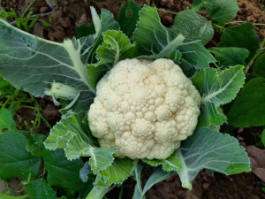 Genetic Analysis of Cauliflower Showcases its History