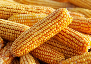 FSANZ Seeks Public Comment for GM Corn Approval