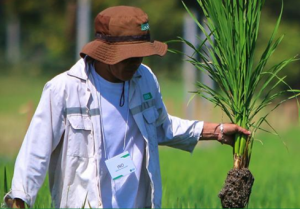 IRRI committed to working with partners, governments to ensure continued food and nutrition security amid COVID-19 outbreak