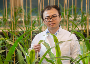 Bacteria Help Plants Grow Better, Lessen Need for Fertilizer