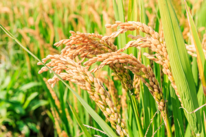 GM Rice Shows Enhanced Resistance to Salinity Stress