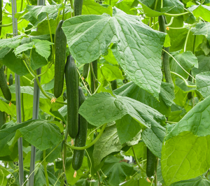 CsKTN1 for a katanin p60 subunit is associated with the regulation of fruit elongation in cucumber (Cucumis sativus L.)