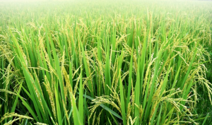 BLB-resistant Vietnamese Rice Developed Using CRISPR-Cas9
