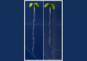 Scientists Discover How Plants Grow Away from Salt
