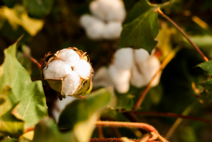 Researchers Find a Gene That Could Help Cotton Combat Bacterial Blight