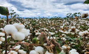 Researchers Report Pivotal Enzyme for Photosynthesis and Yield Improvement in Cotton