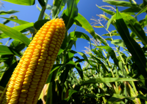 EFSA GMO Panel Concludes GM Maize DP202216 as Safe as Conventional Counterpart