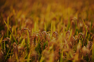 Study Finds OsRbohB Knockout Increases Rice Heat Tolerance