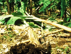 Fighting nematodes with banana paper: An approach to boost potato yields in Kenya