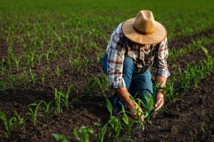 Expected Profitability and Perception Drive Farmer`s Participation in GM Crop Farming