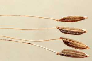 Introgression of the chromosomal region with the Pi-cd locus from Oryza meridionalis into O. sativa L. during rice domestication