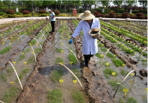 Saltwater-Tolerant Rice Strains To Undergo Experimental Field Trials In China