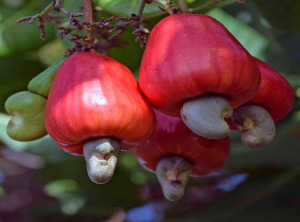 Economic viability of value-added cashew products processed in Southeast zone, Nigeria