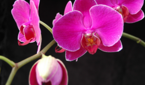Overexpressing plant ferredoxin-like protein enhances photosynthetic efficiency and carbohydrates accumulation in Phalaenopsis