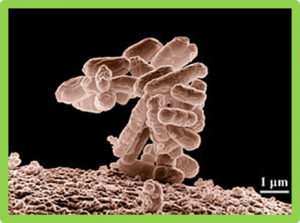 Evolution of the genetic code; Evidence from serine codon use disparity in Escherichia coli