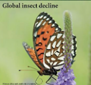Opinion: Eight simple actions that individuals can take to save insects from global declines