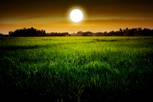 Research Reveals Warming Nighttime Temperatures Reduce Rice Quality in East Asia