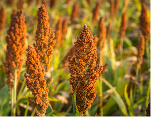 Reference Genomes Show Strengths, Similarities of Grain and Sweet Sorghum