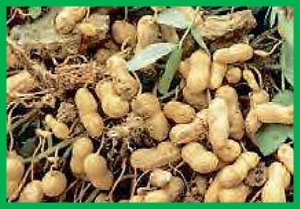 Translational genomics for achieving higher genetic gains in groundnut