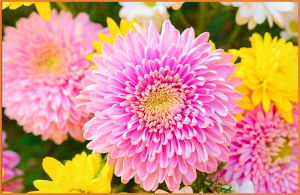Method Validation for Multi-Pesticide Residue Determination in Chrysanthemum