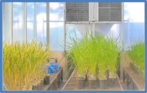 IRRI launches Bio-Innovation Center with new Bioseed research partnership