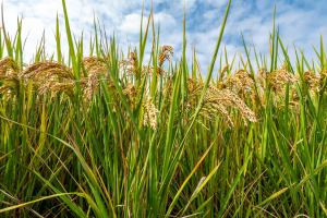 Gene Editing in Rice Leads to Broad-spectrum Resistance to Bacterial Diseases