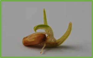 Prolongation of seed viability and grain quality in rice by editing OsLOX1 using CRISPR/Cas9