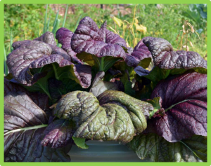 Fine-mapping of the BjPur gene for purple leaf color in Brassica juncea
