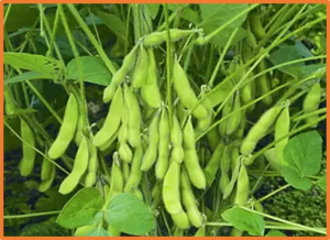 Breeding for disease resistance in soybean: a global perspective