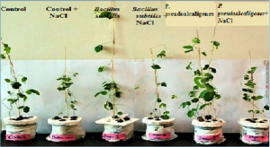 Halotolerant rhizobacteria Pseudomonas pseudoalcaligenes and Bacillus subtilis mediate systemic tolerance in hydroponically grown soybean (Glycine max L.) against salinity stress.