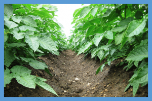 FSANZ Rules GM Potatoes Are Safe, Calls the Public to Comment