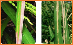 Genome editing of a dominant resistance gene for broad-spectrum resistance to bacterial diseases in rice without growth penalty