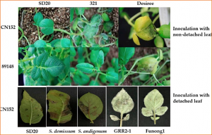 Gene Profiling in Late Blight Resistance in Potato Genotype SD20