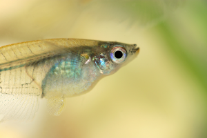 Rapid CRISPR-Cas9 Knock-in System Found Effective for Vertebrate Model