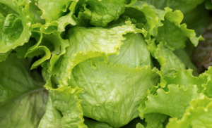 Researchers Release First Complete Telomere-to-Telomere Genome of Lettuce