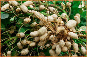 Advances in the evolution research and genetic breeding of peanut