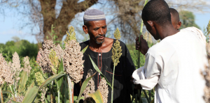 The Sudan: Escalating conflict and persistent economic decline deepen food security crisis