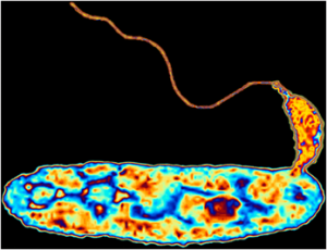 Inner Workings: Probing predatory bacteria as an antibacterial remedy